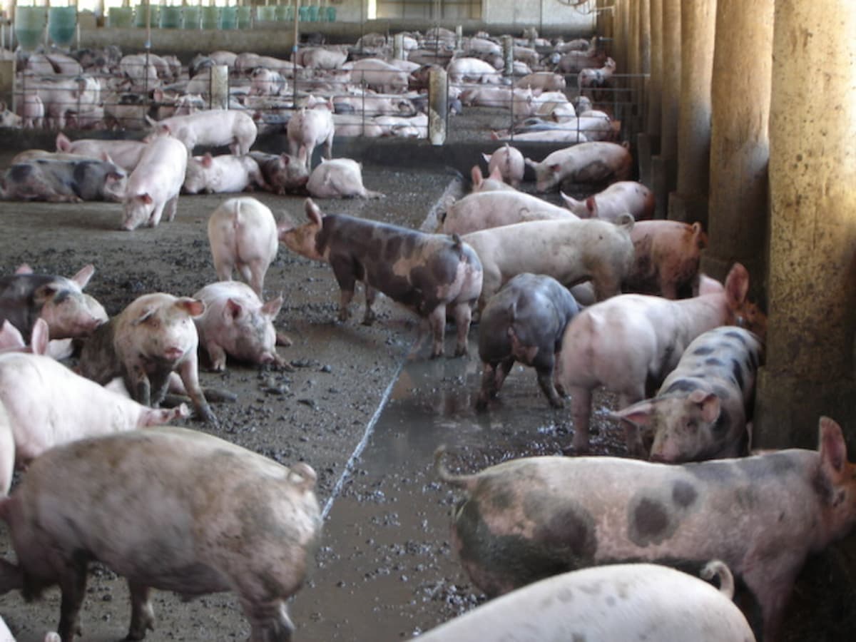 Mercado de suínos: Estabilidade no campo e recordes na exportação