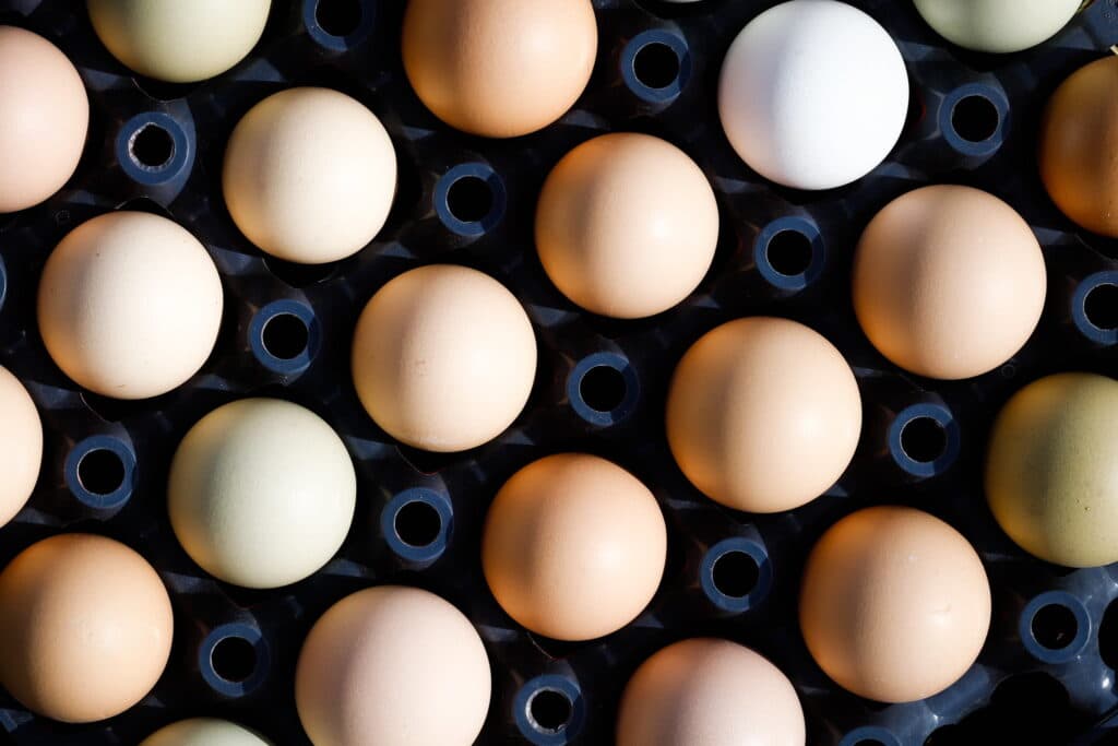 Exportações de ovos disparam em 2025, confira!