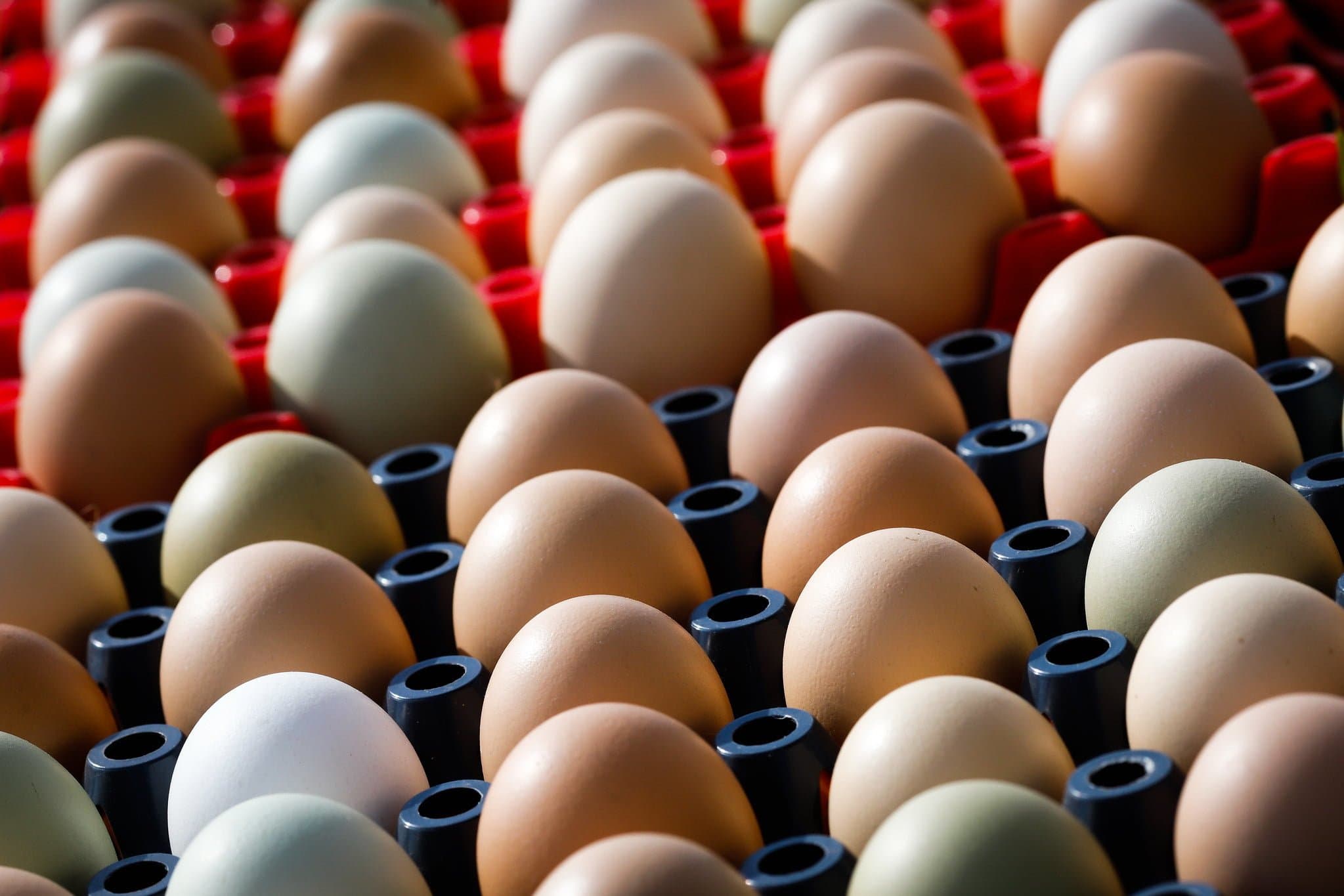 Mercado dos ovos sente o peso da demanda retraída, preços recuam