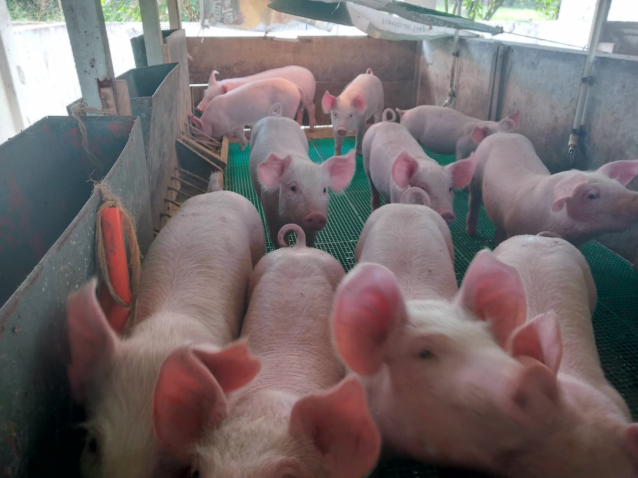 Crise de preços na suinocultura: Os desafios do início de 2026