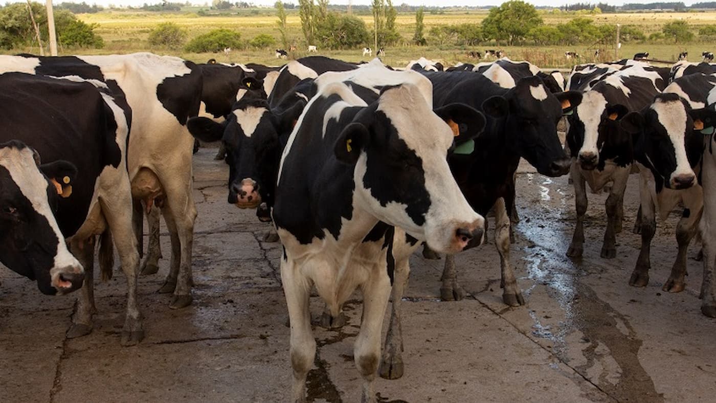 Setor lácteo do Uruguai amarga prejuízo de US$ 136 milhões, oportunidades para mercado brasileiro