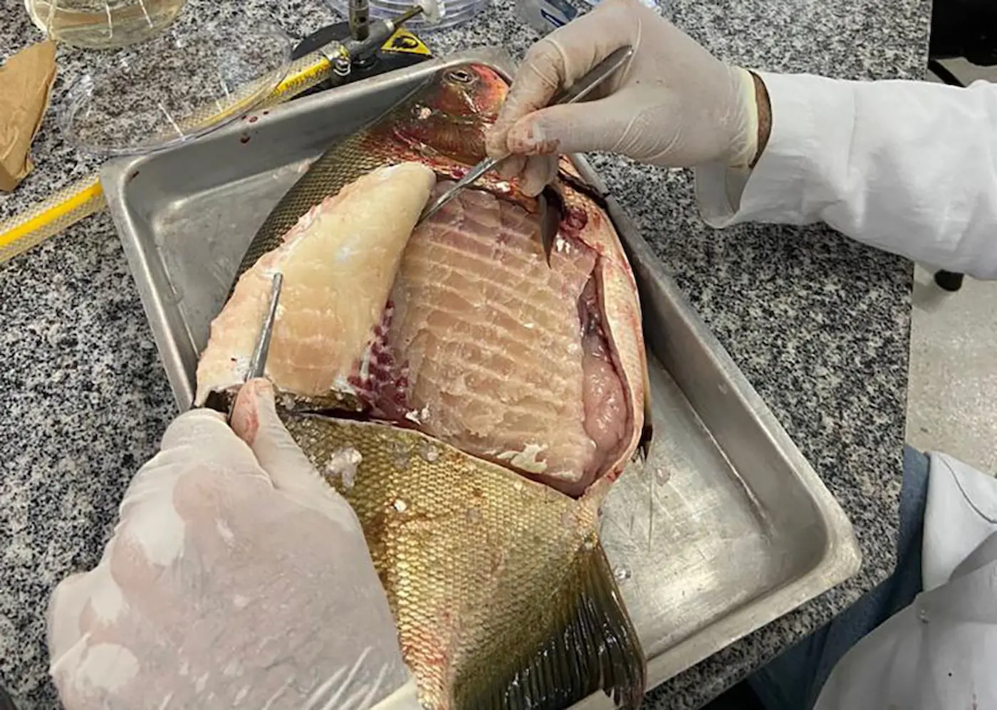 Estudo da Embrapa identifica Salmonella em criações de peixes nativos no Centro-Oeste