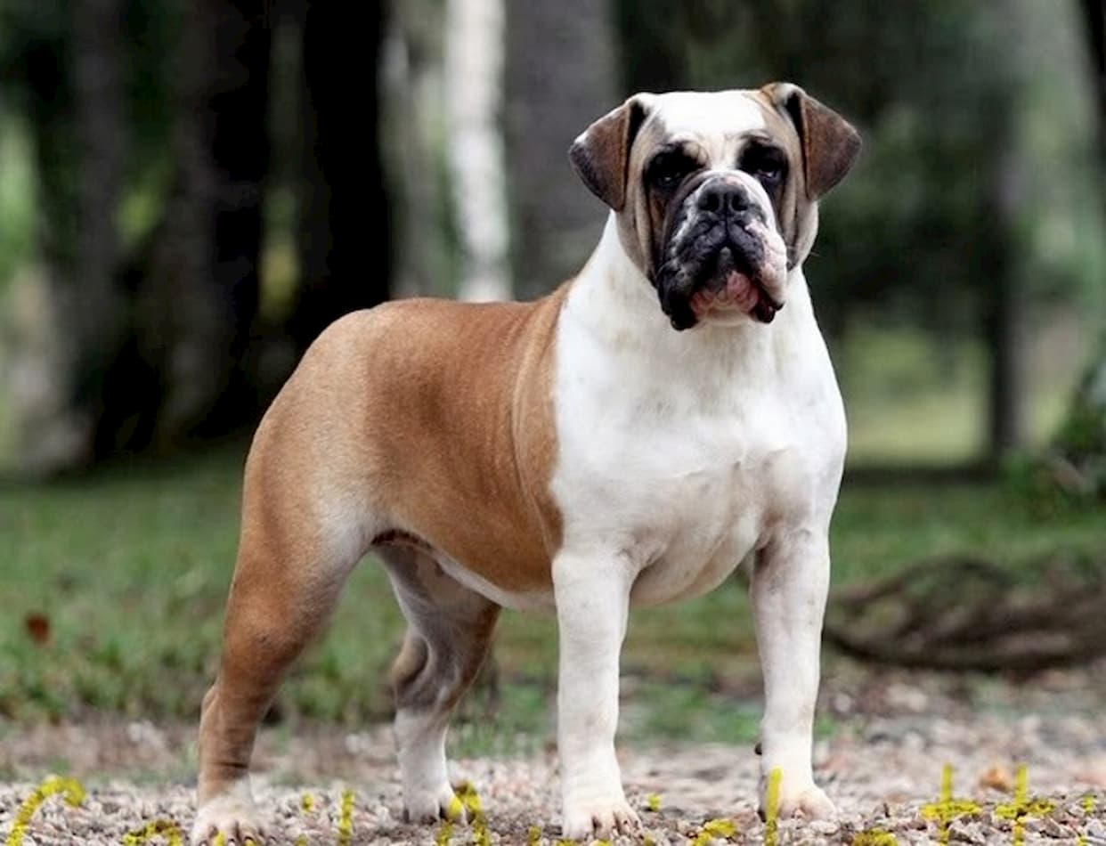 Conheça o famoso "Cão Boiadeiro" Buldogue Campeiro