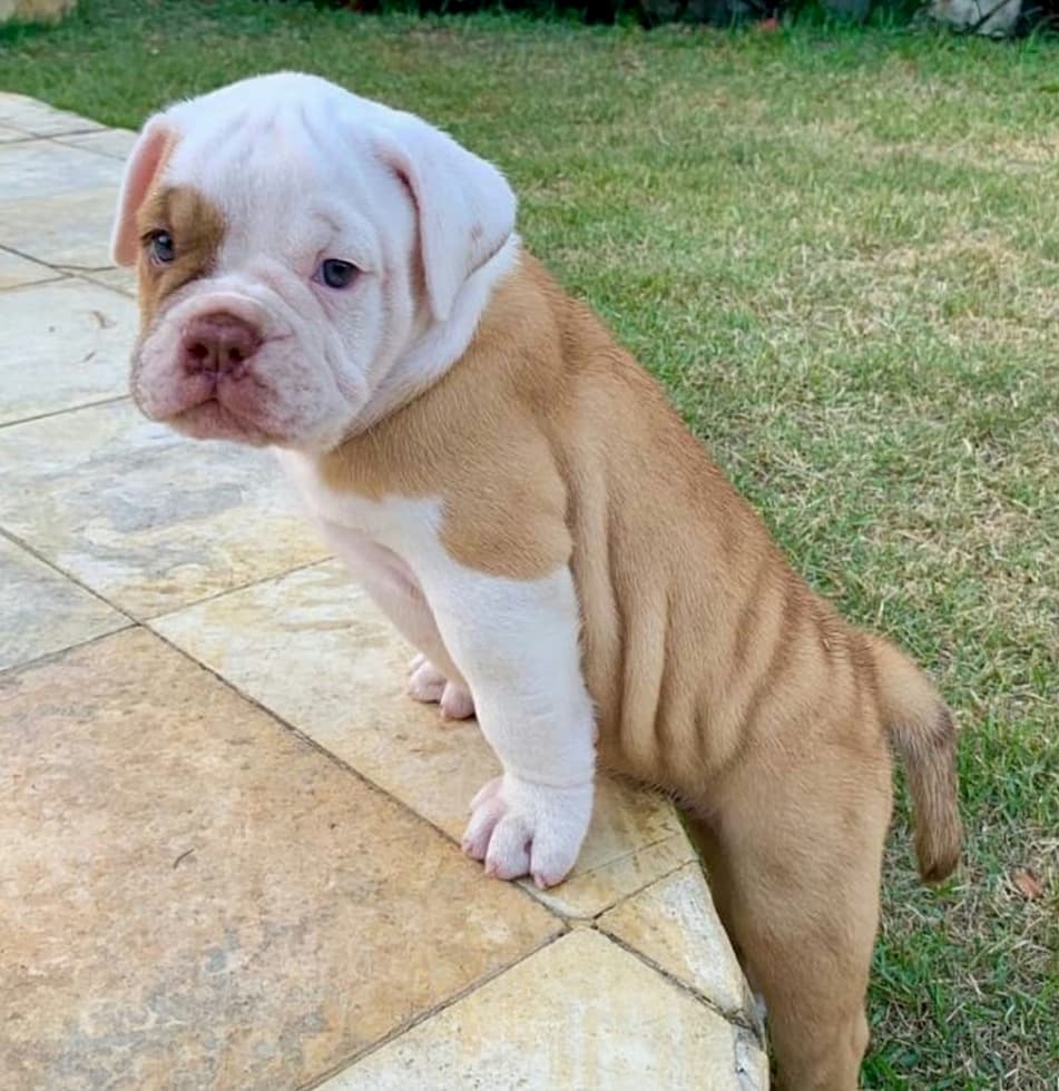 Doença do carrapato: seu cachorro pode estar com sintomas, confira!