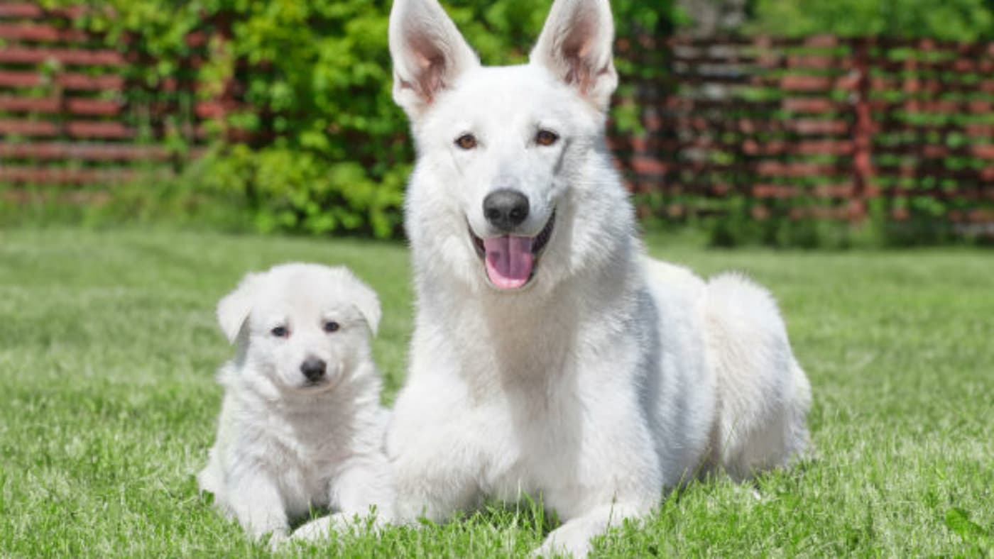 Conheça melhor a raça Pastor Branco Suíço