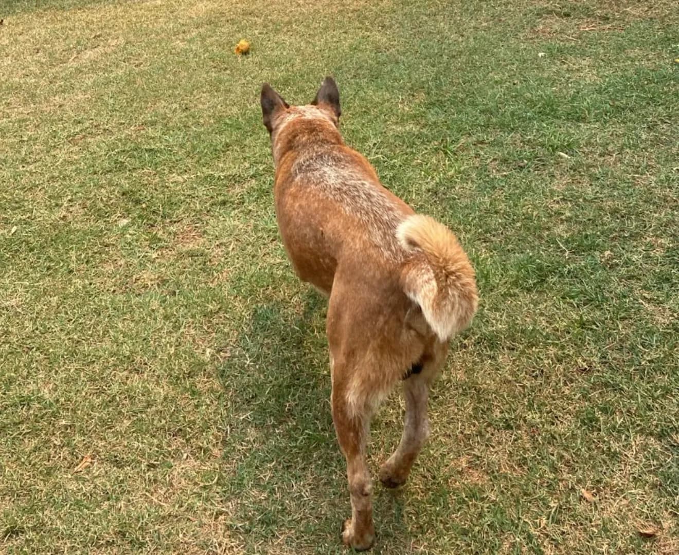 Cachorro boiadeiro, conheça mais da raça “Red Heeler”