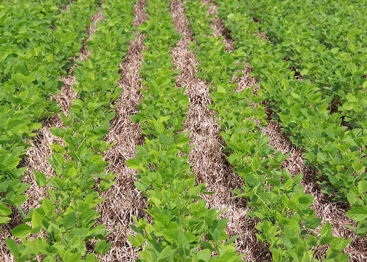 Nutrição Vegetal: Estudo quantifica déficit de carbono associado a mudanças de uso da terra