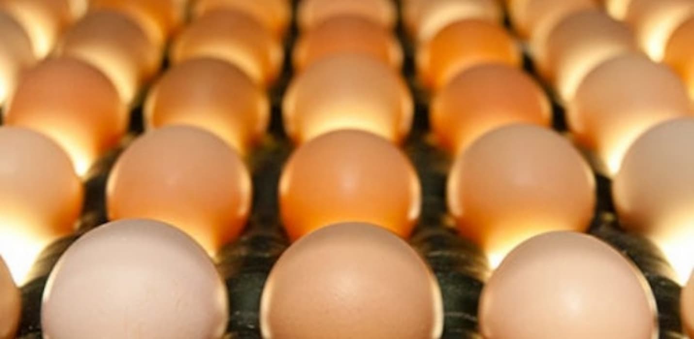 Diferença entre os preços de ovos brancos e vermelhos registra queda