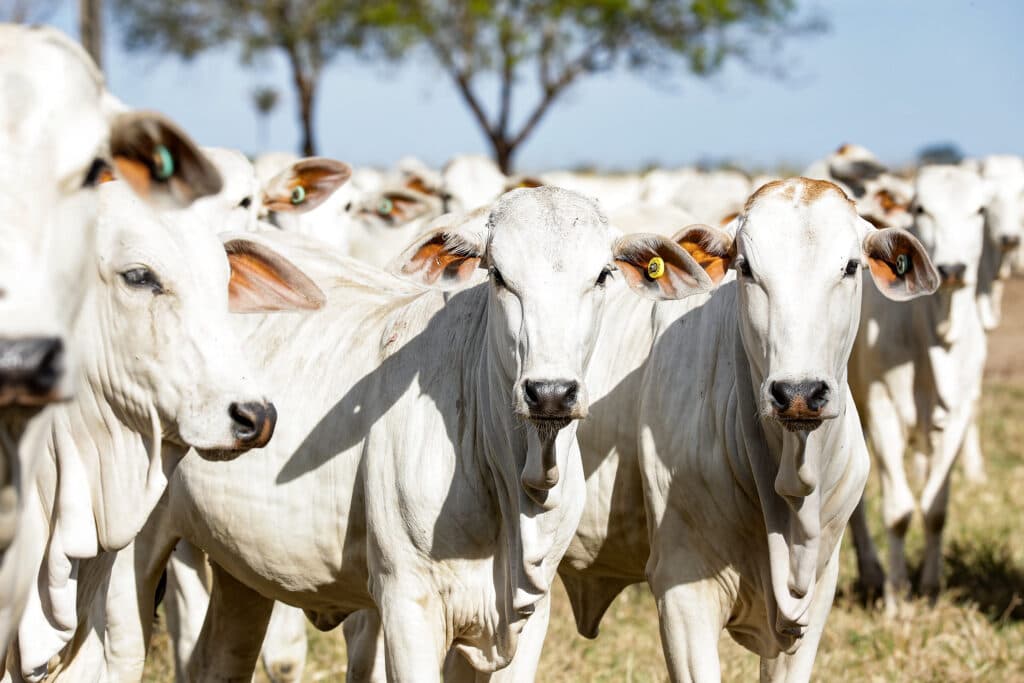 Pecuária de baixo carbono fortalece competitividade brasileira