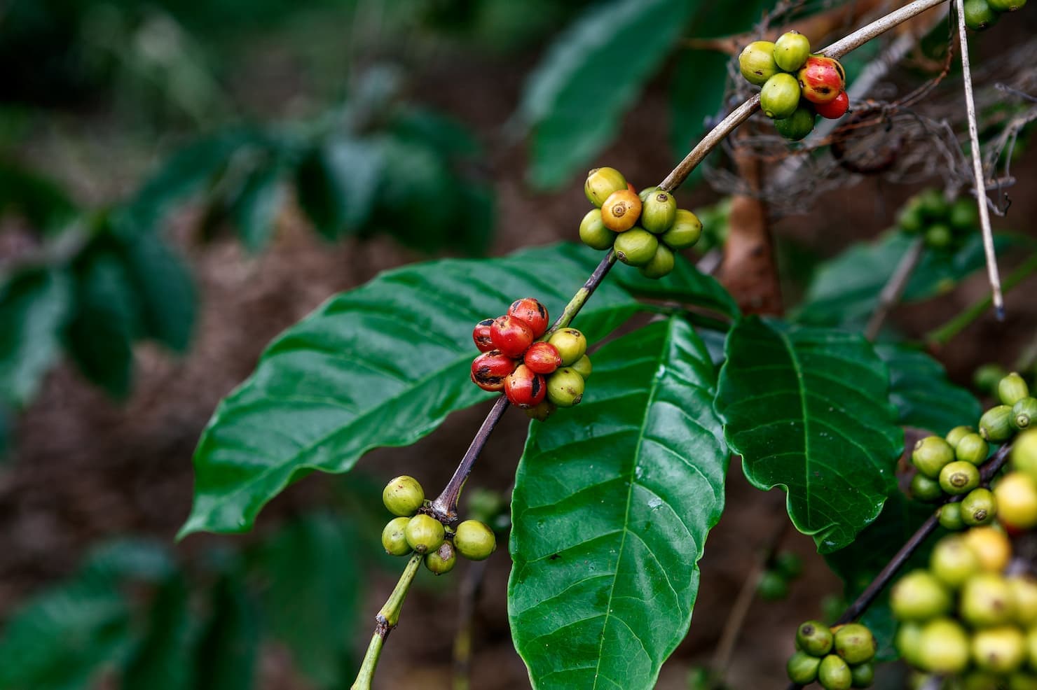 Chuvas em junho prejudicam colheita de café arábica e acendem alerta na safra 2026/27