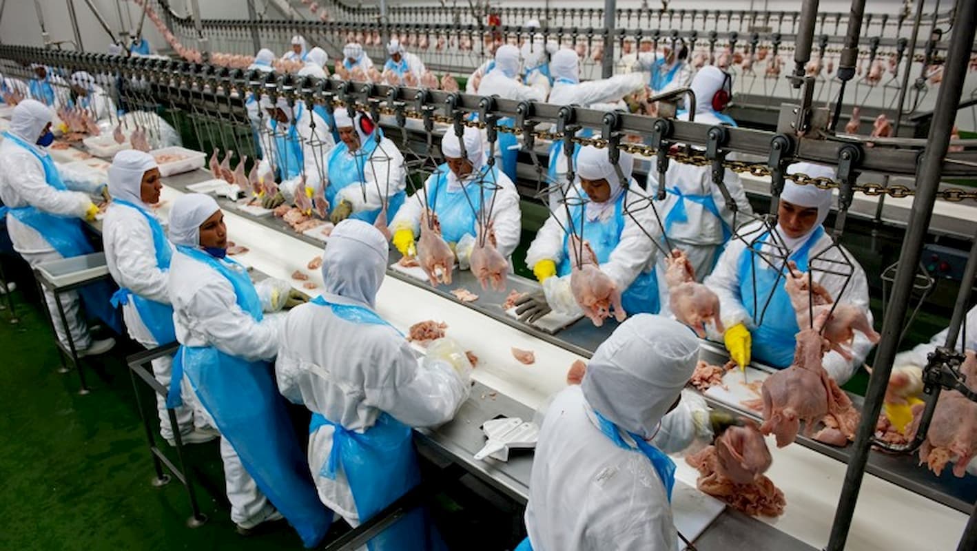 Preços da carne de frango caem e afetam competitividade no mercado