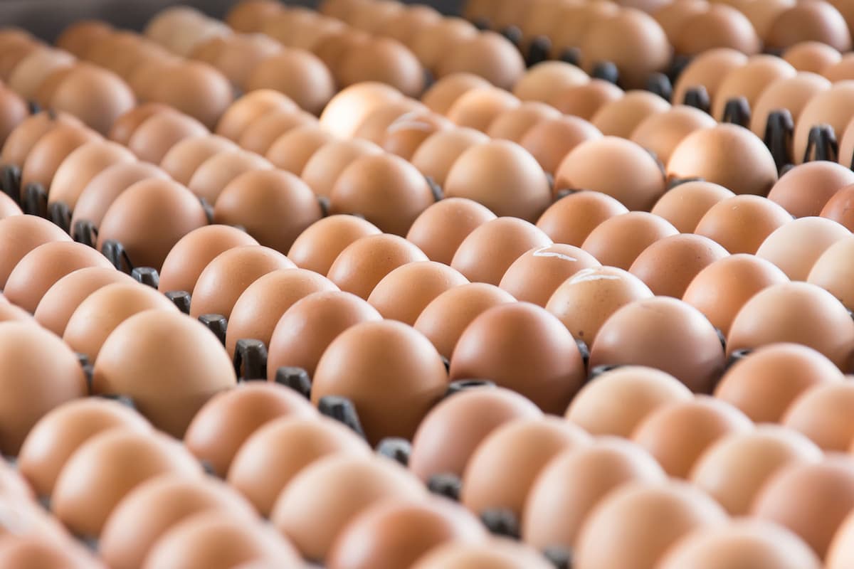 Ovos: oscilações no mercado de grãos desafiam avicultura, confira!