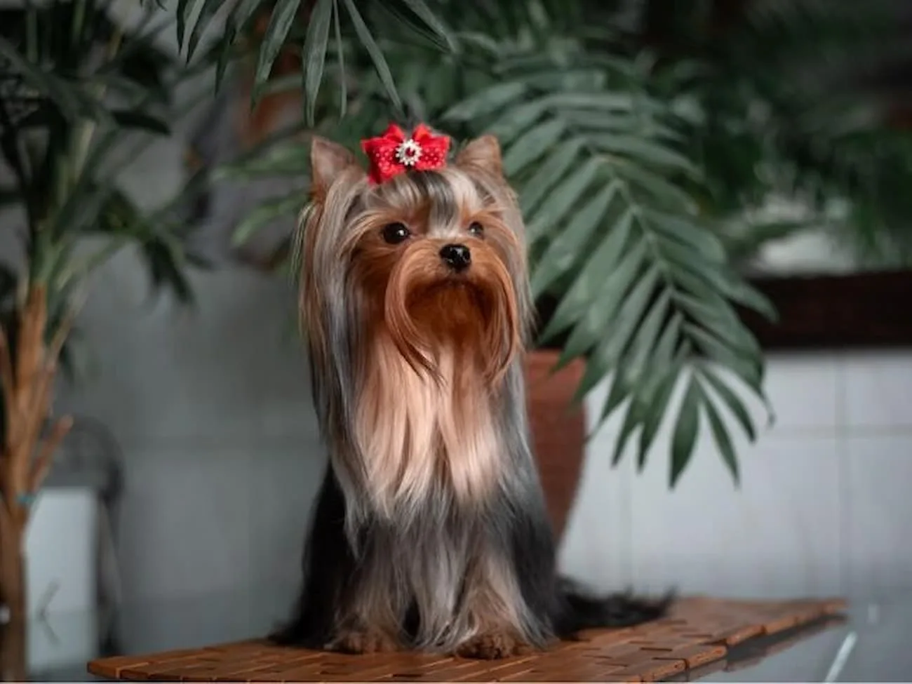 4 raças de cachorros ideais para pequenos apartamentos