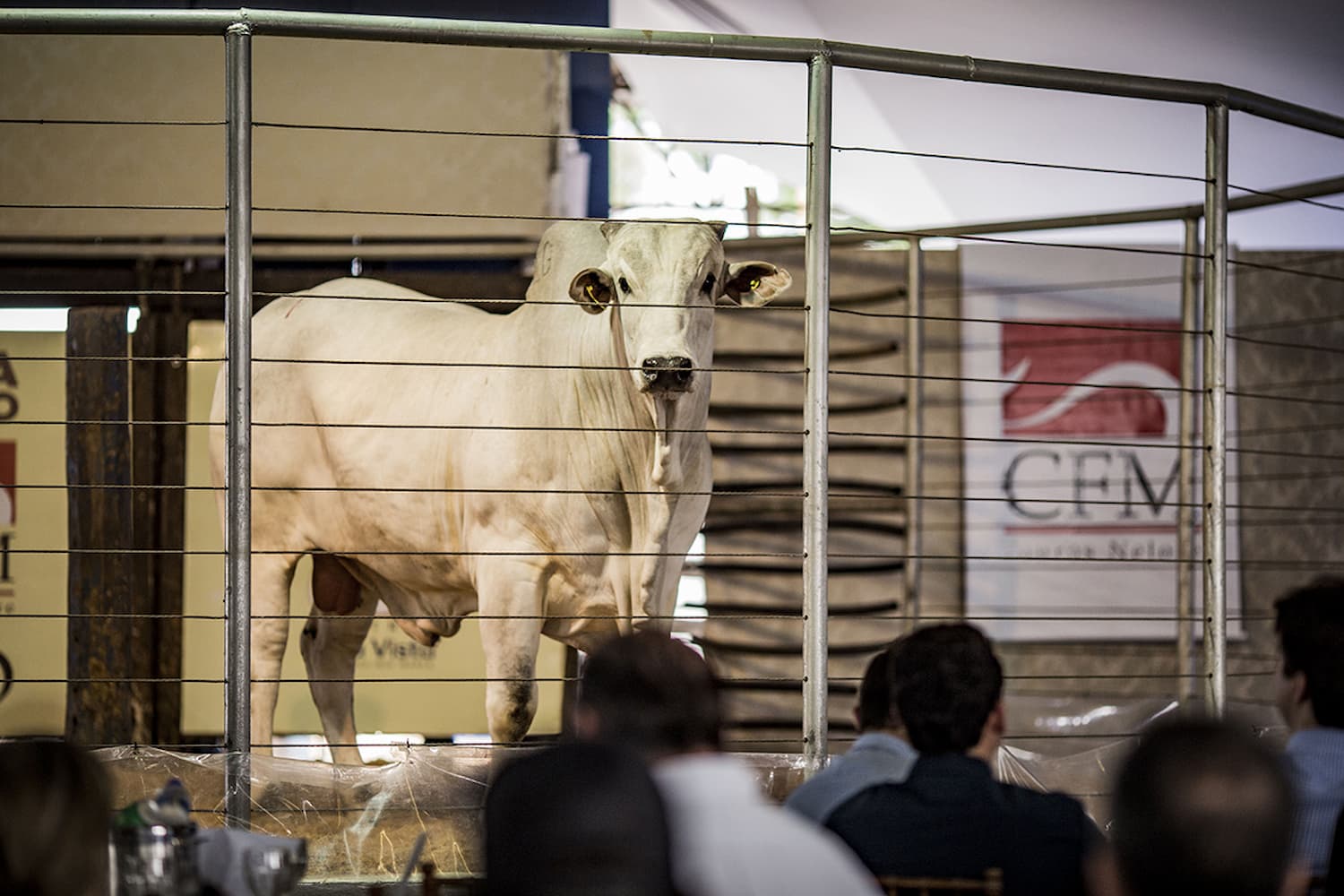 Pecuaristas de MT investem em touros com Ceip para melhoramento do rebanho