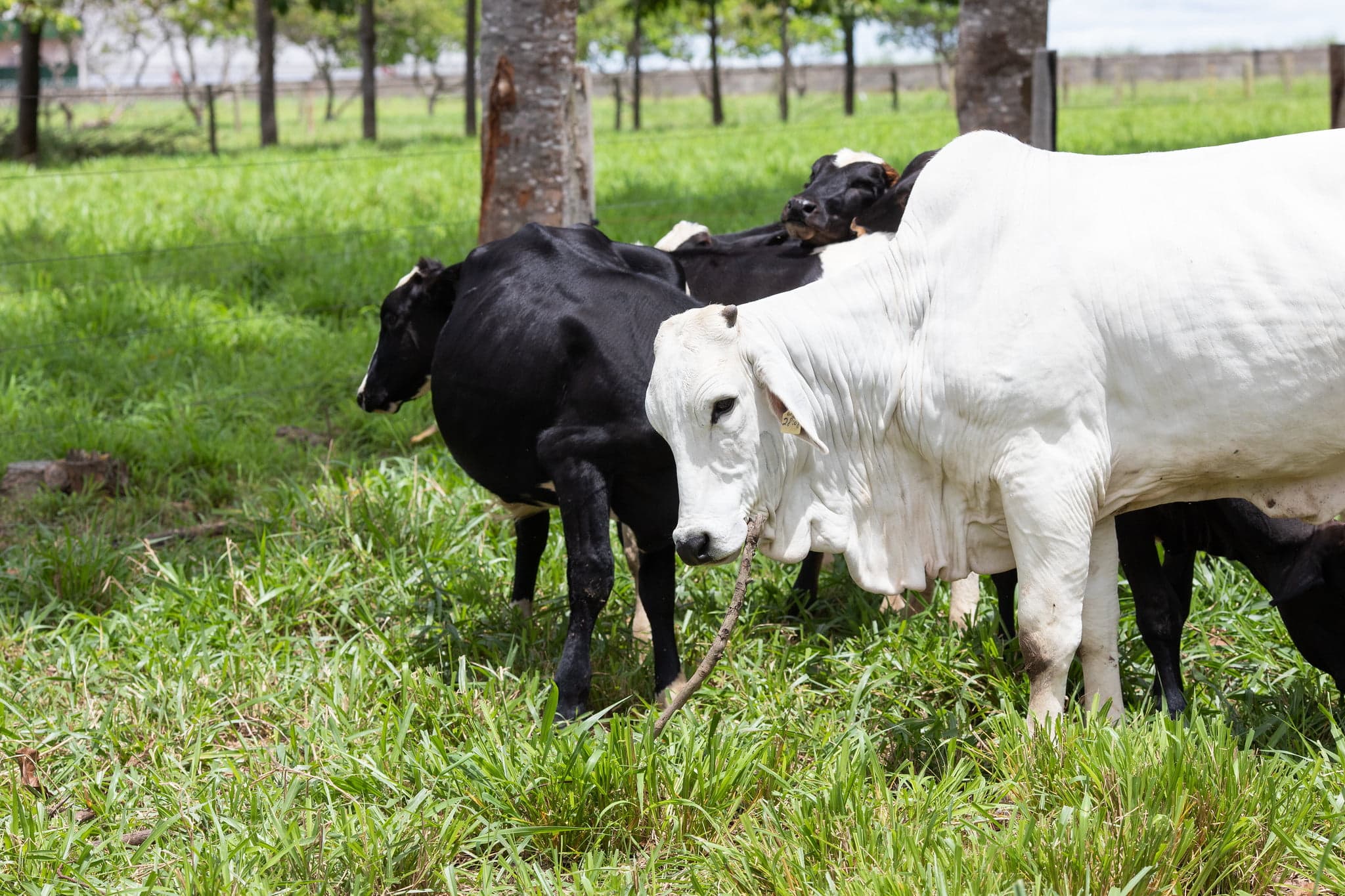 Confira exportações de carne bovina após caso Vaca Louca