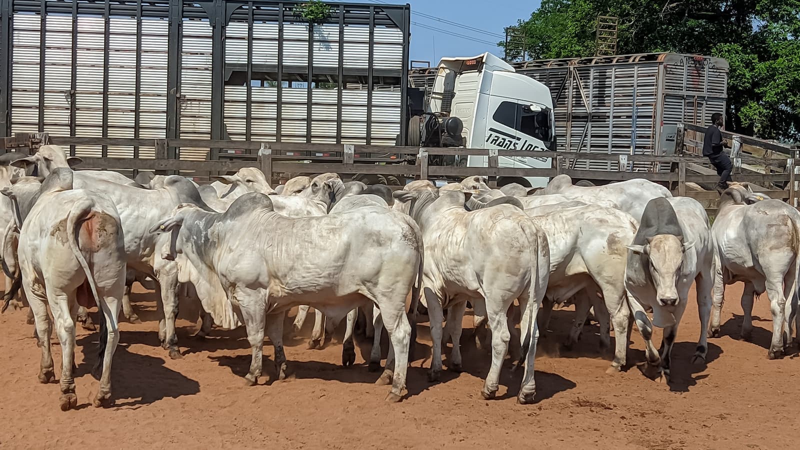 Melhoramento genético do gado avança com instalação de Câmara Setorial