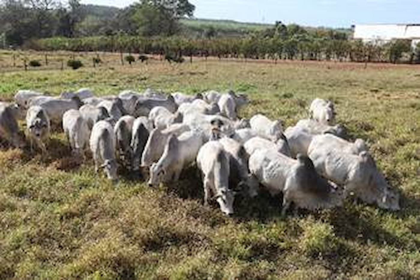 26º Megaleilão ofertará 500 touros Nelore CFM em agosto