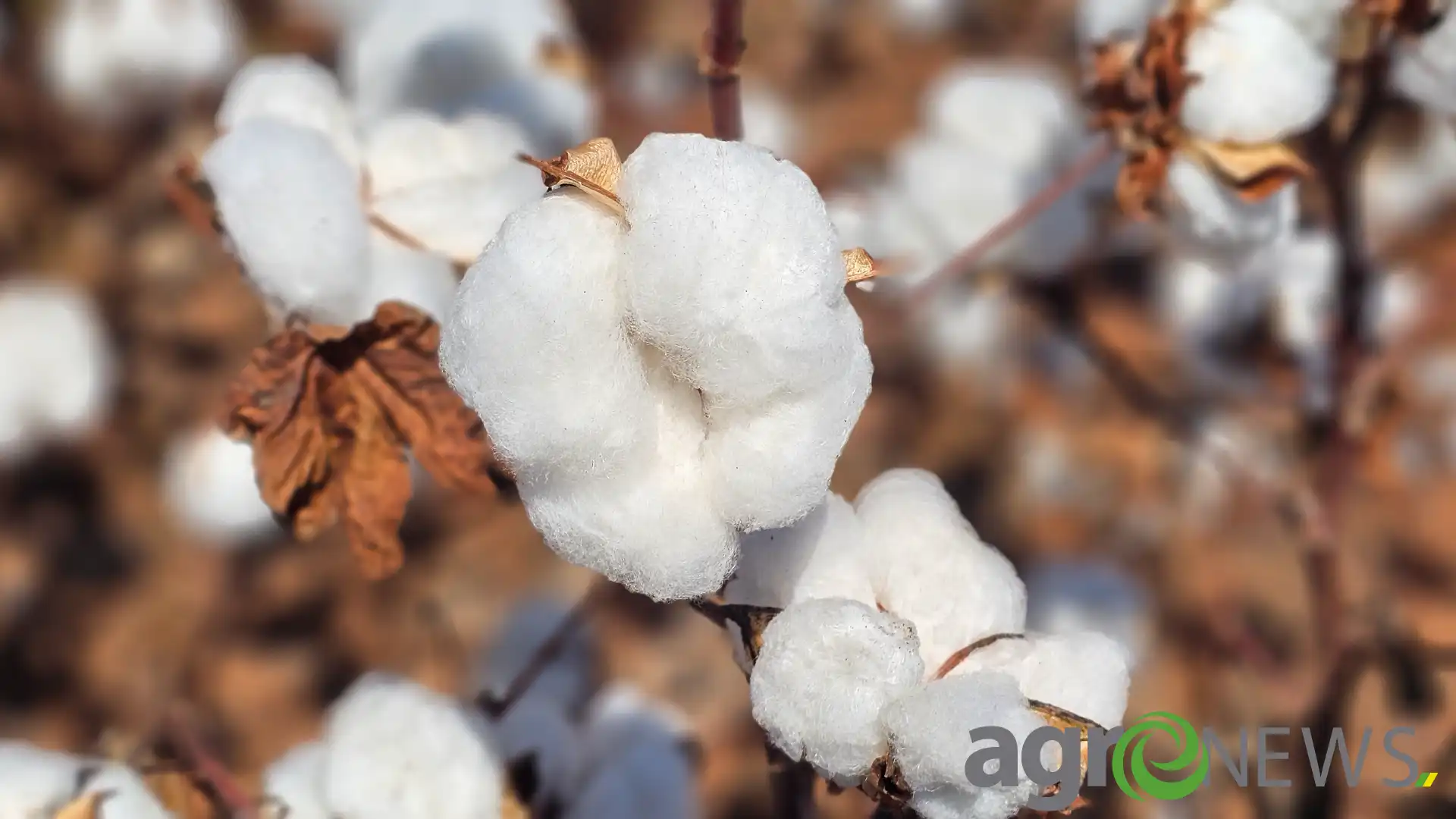 Atenção! Cotonicultores de MT têm até sábado (28) para realizar plantio do algodão