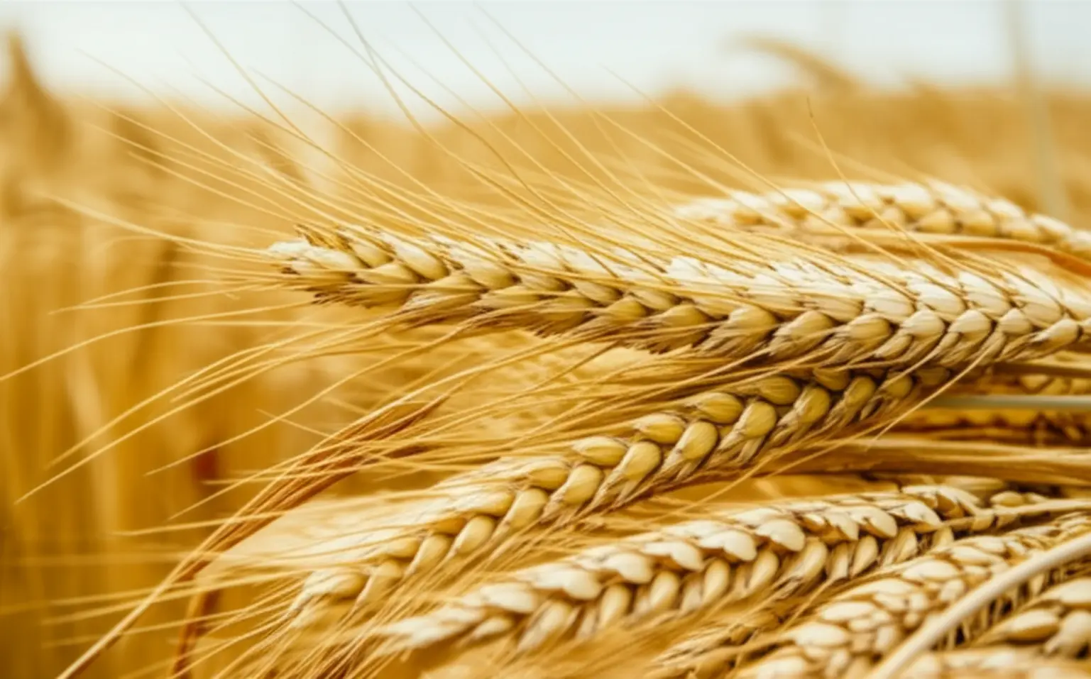 Colheita de trigo no PR avança e pressiona cotações