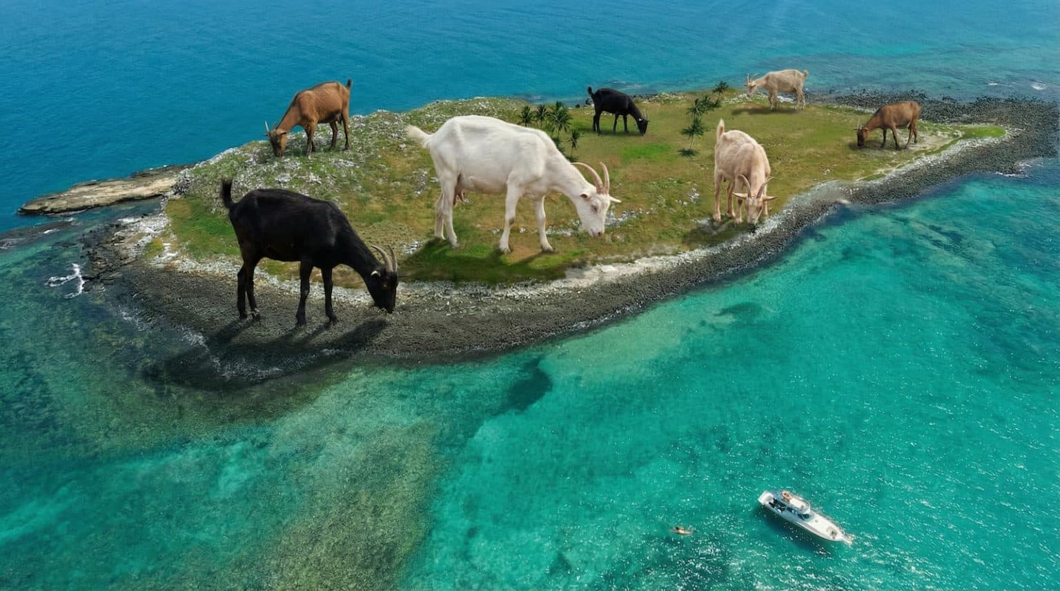 Esse grupo de 21 cabras pode conter DNA raríssimo capaz de suportar secas extremas