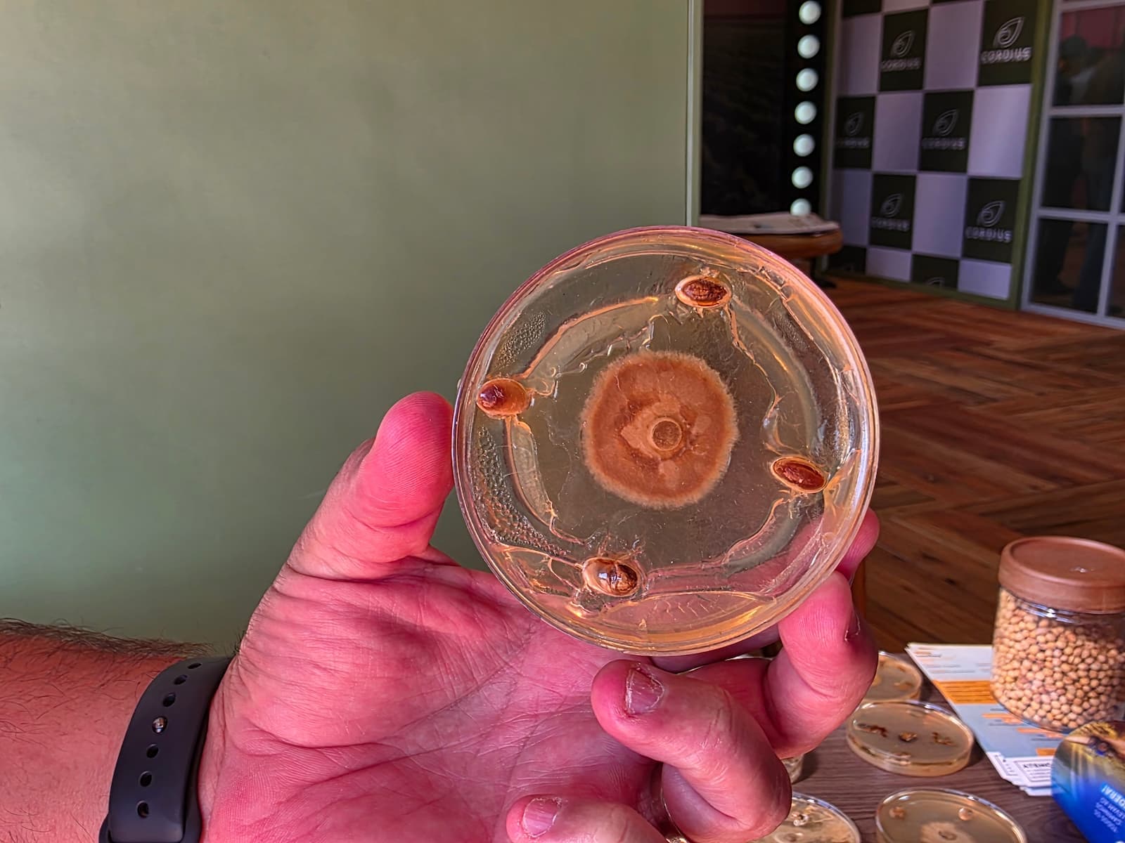 Esse fungo rouba cerca de 10sc/ha e pode ficar até 12 anos escondido no solo