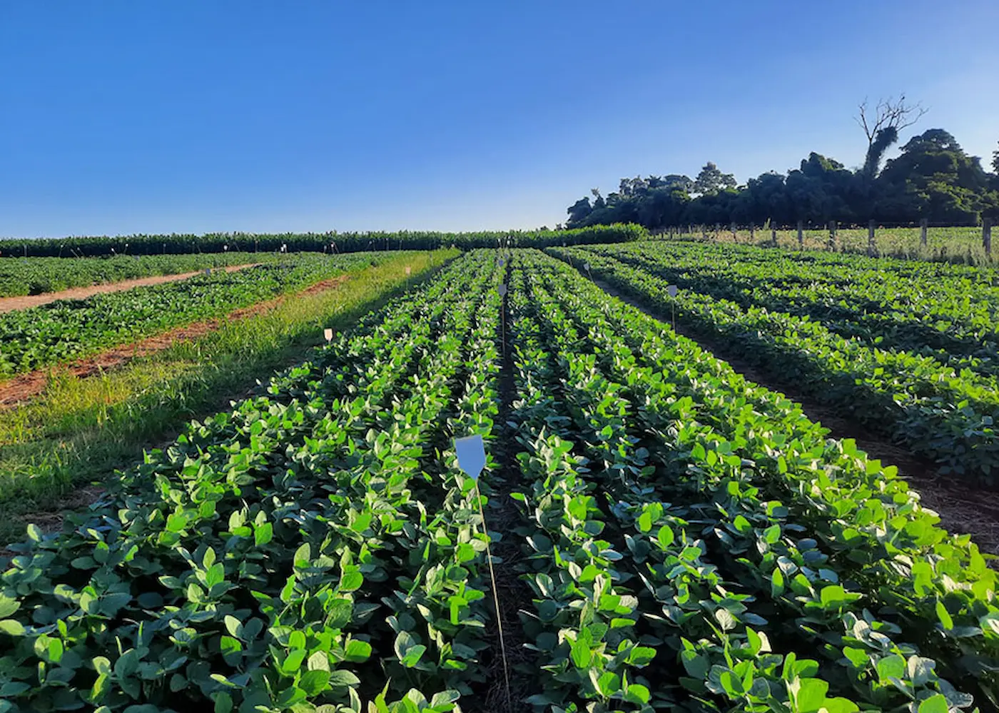 Pesquisa aponta a estruvita como alternativa nacional para fertilizantes fosfatados