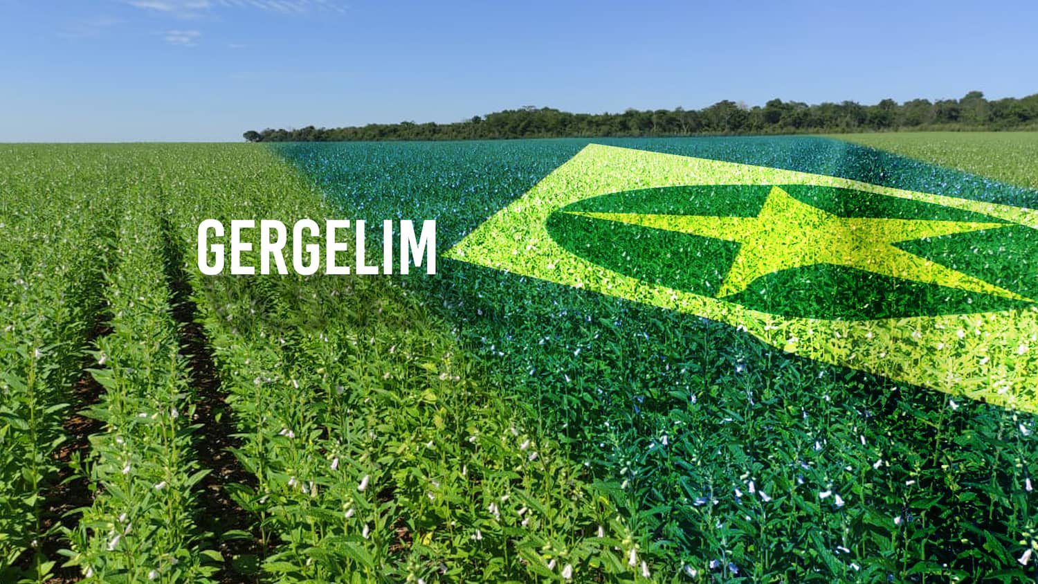 Gergelim: Mato Grosso firma parceria inédita com centro de pesquisa da China