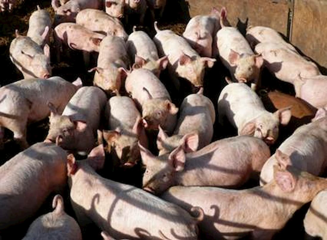 Mercado suíno segue em desvalorização