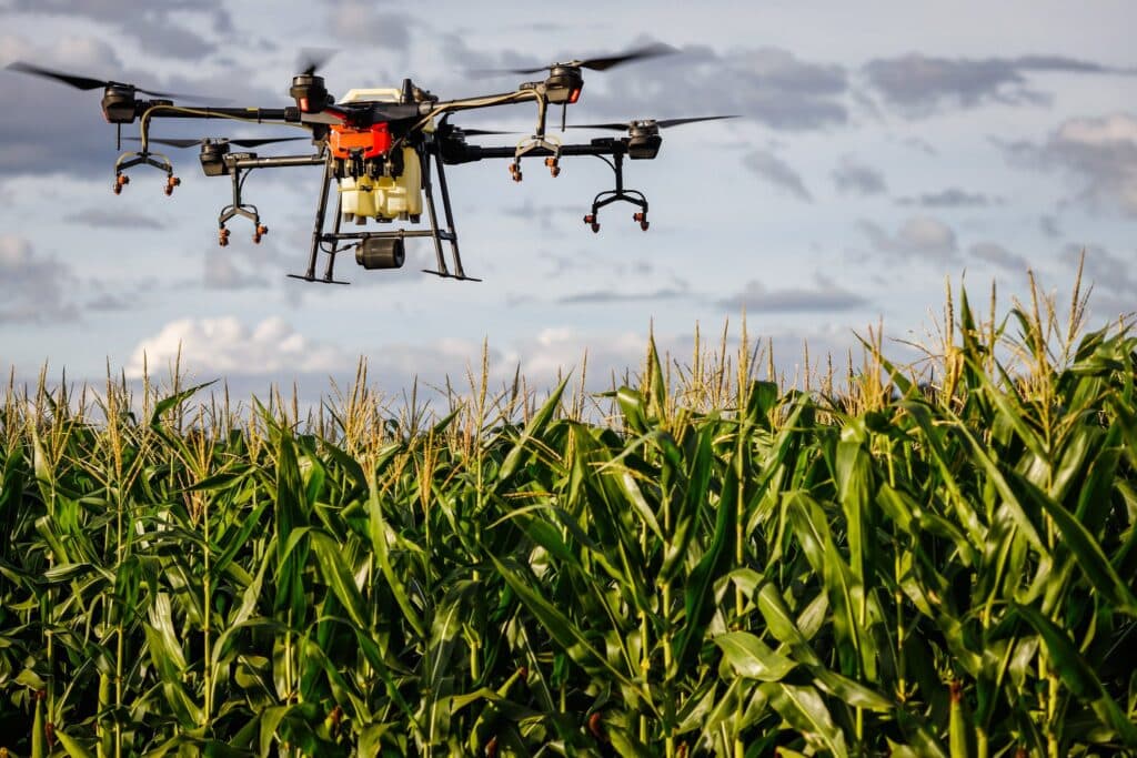 Uso de drones acelera melhoramento genético de plantas de milho em busca de tolerância à seca