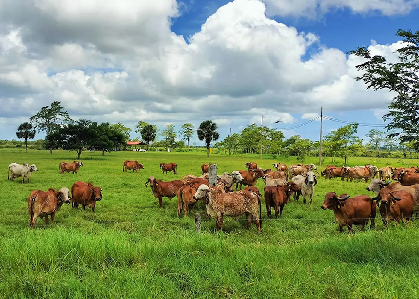Brasil exporta tecnologia para melhoramento genético de gado leiteiro