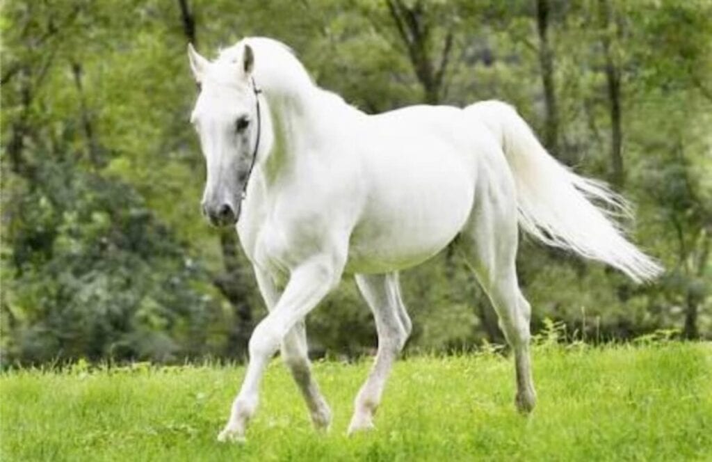 500 Nomes para Cavalos: Lista Criativa e Atualizada 2026 (Machos e Fêmeas)