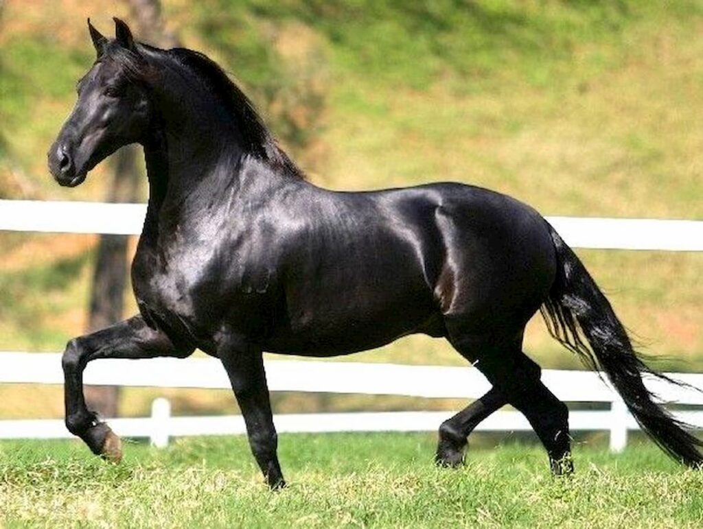 500 Nomes para Cavalos: Lista Criativa e Atualizada 2026 (Machos e Fêmeas)