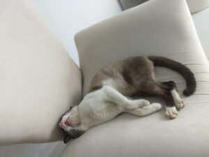 gato