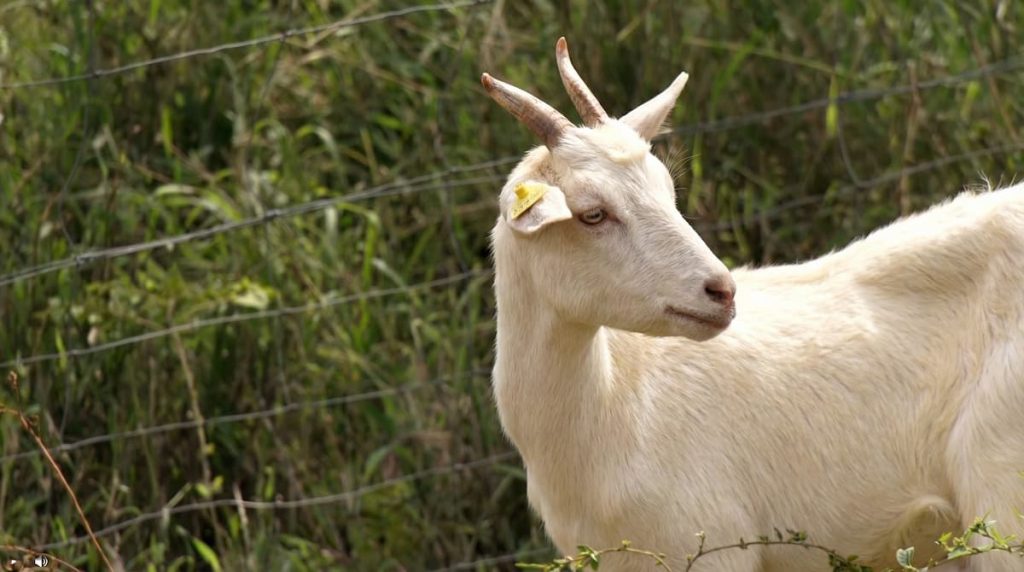 Esse-grupo-de-21-cabras-pode-conter-DNA-rarissimo-capaz-de-suportar-secas-extremas-5