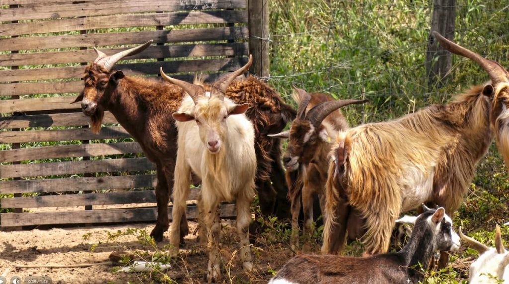Esse-grupo-de-21-cabras-pode-conter-DNA-rarissimo-capaz-de-suportar-secas-extremas-5