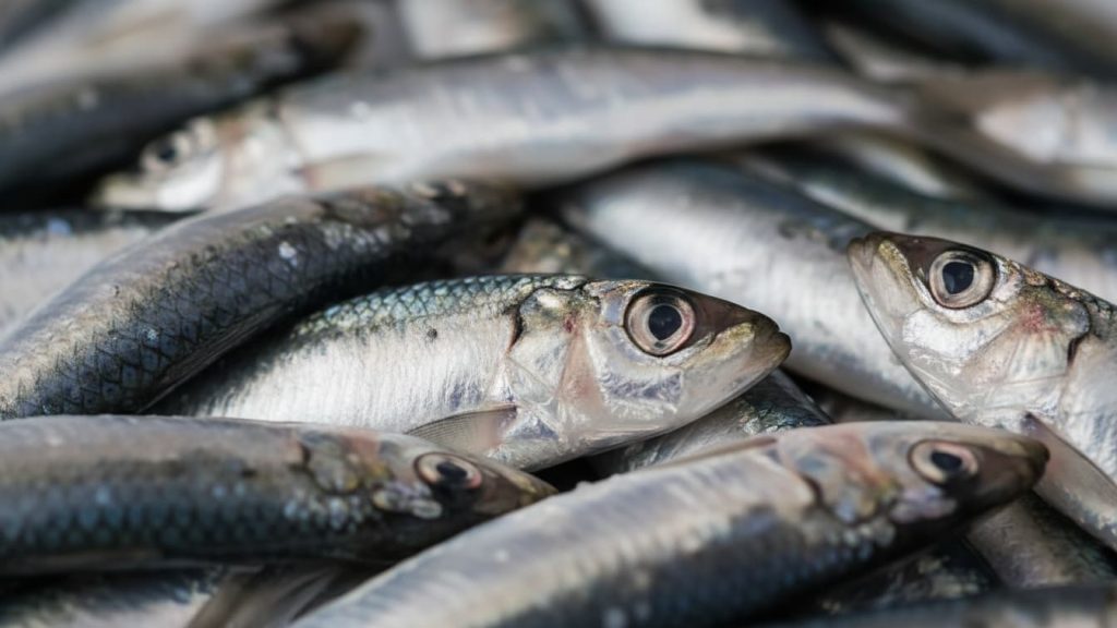 Esse peixe é mais barato e supera o salmão, você passou por ele no supermercado