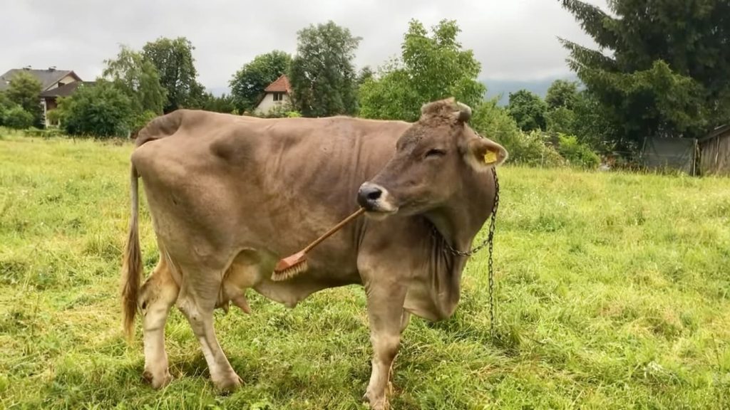 Vaca na Áustria usa vassoura e surpreende cientistas [vídeo impressionante]