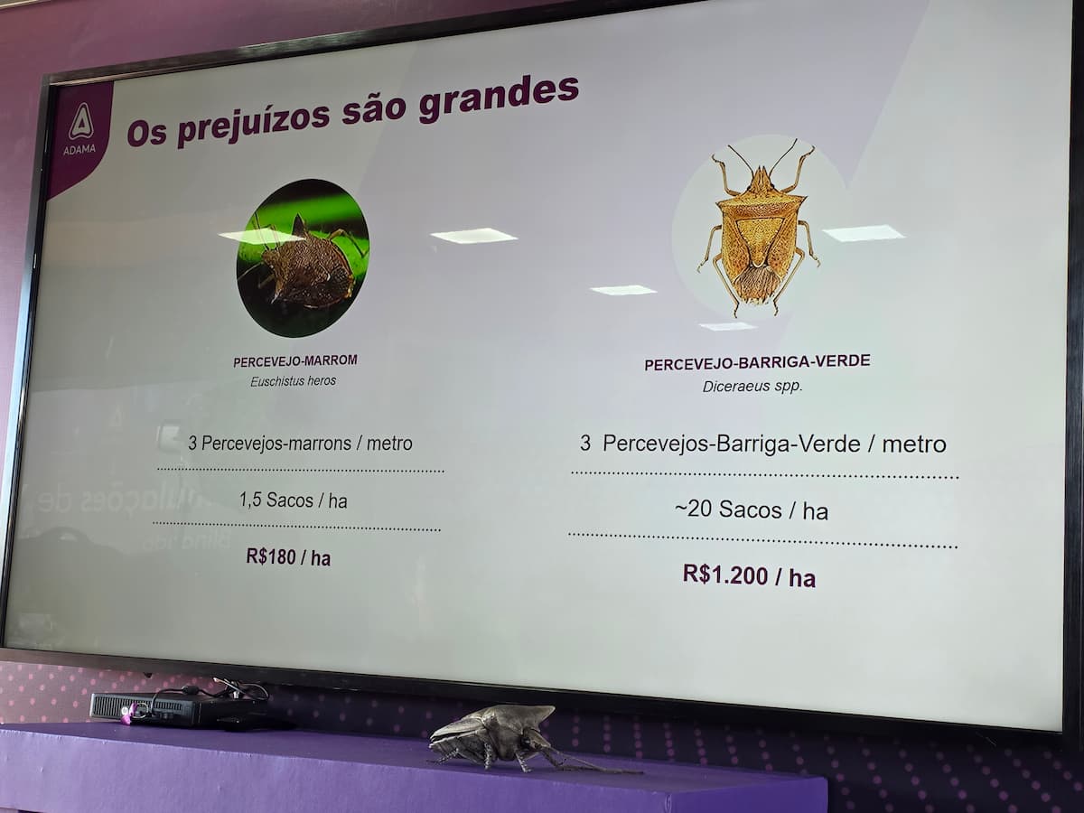 Nanotecnologia inovadora promete acabar com o prejuízo invisível dos percevejos