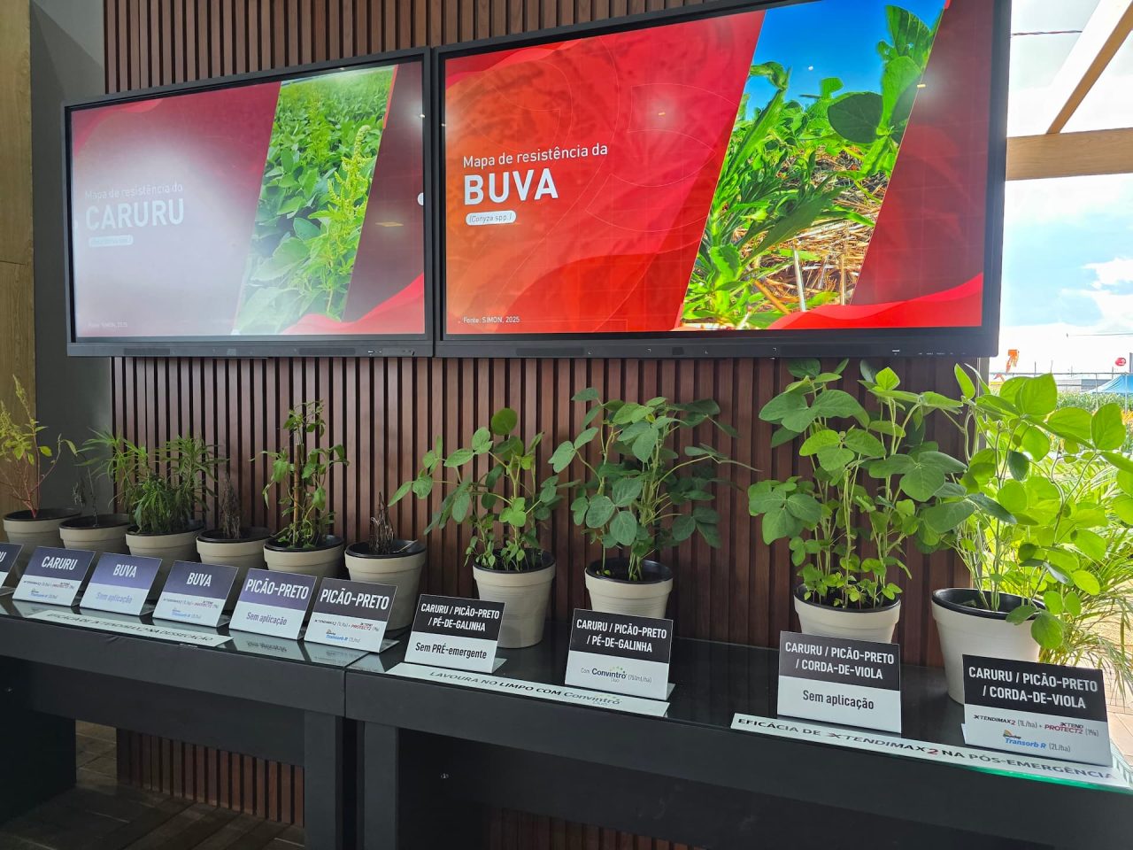 Bayer apresenta resultados surpreendentes no controle do Caruru e da Buva no Centro-Oeste