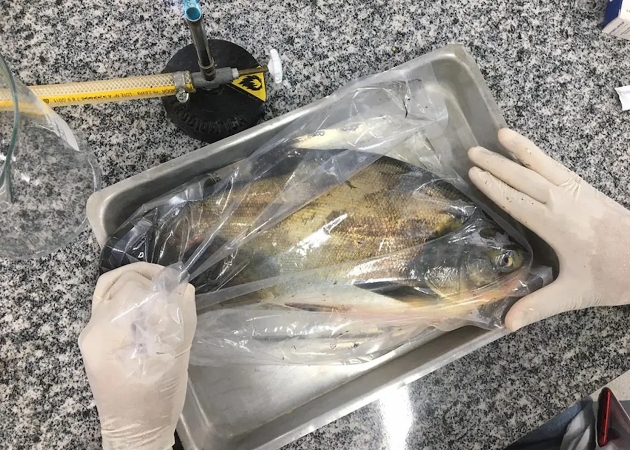 peixe salmonella
