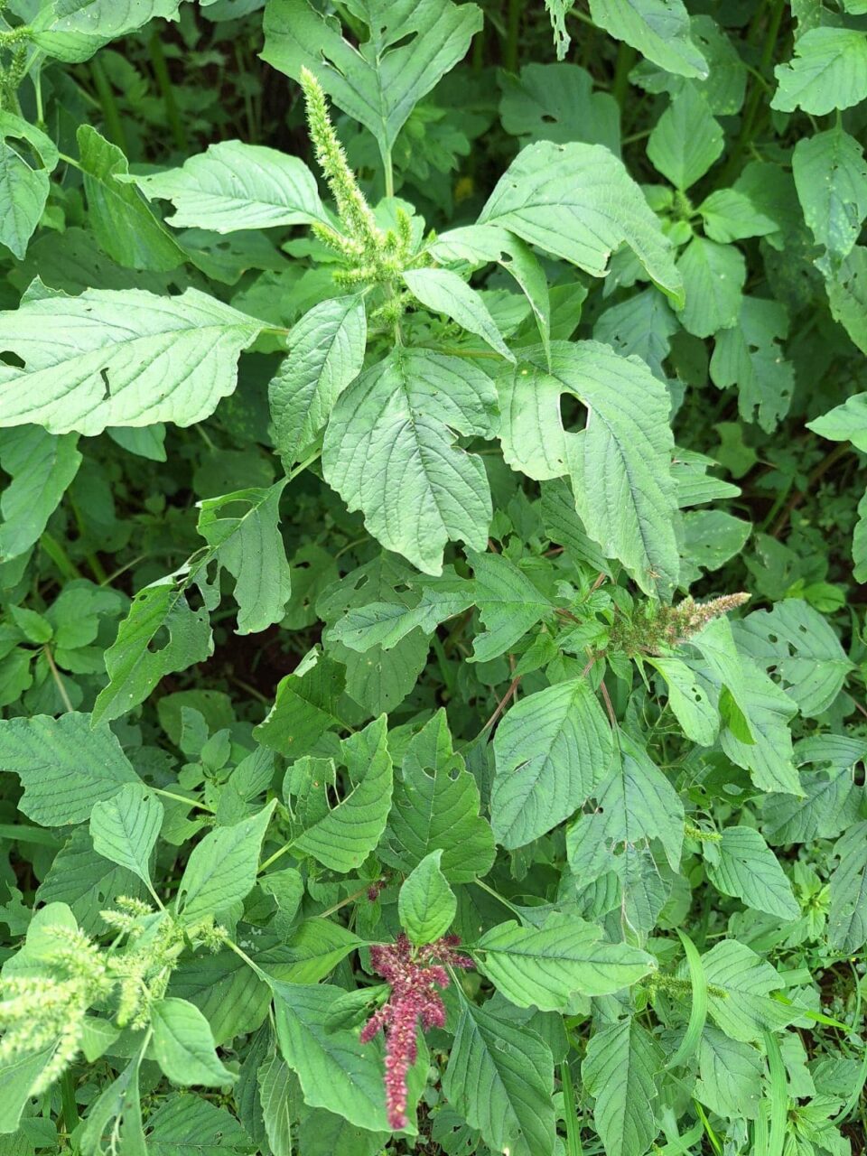 Plantas daninhas resistentes explodem na soja e forçam produtor a mudar estratégia