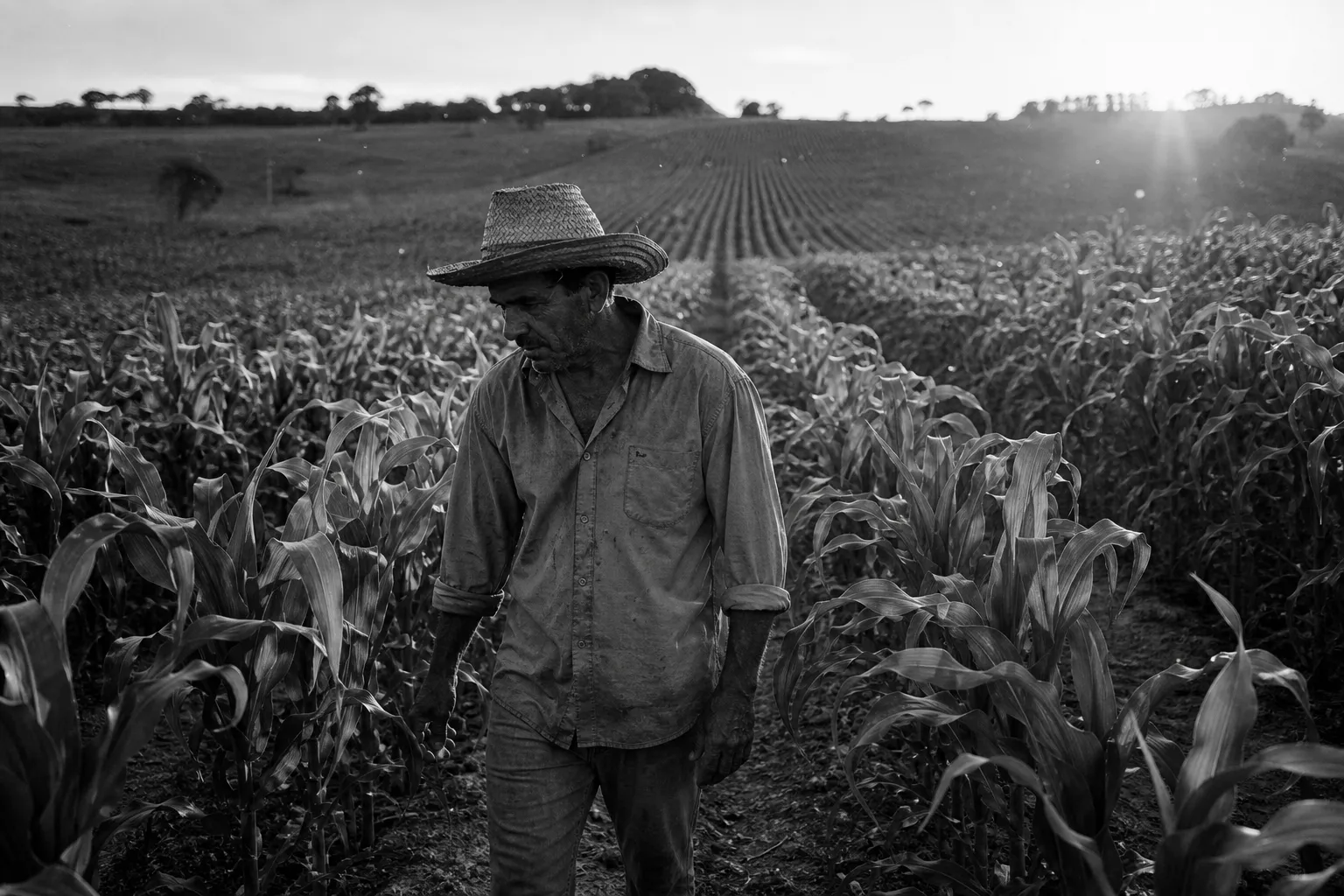 Trabalhador rural na lida diária do campo durante a colheita