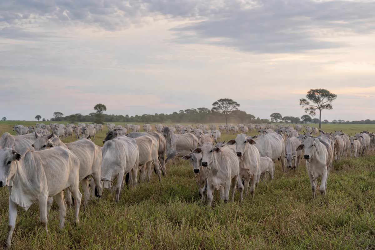 Boiada em área de pastagem em Mato Grosso com foco nas exportações de carne para a China