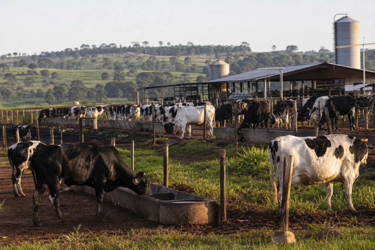 Vacas leiteiras em sistema de produção no campo, com estrutura de alimentação e pastagem em fazenda brasileira