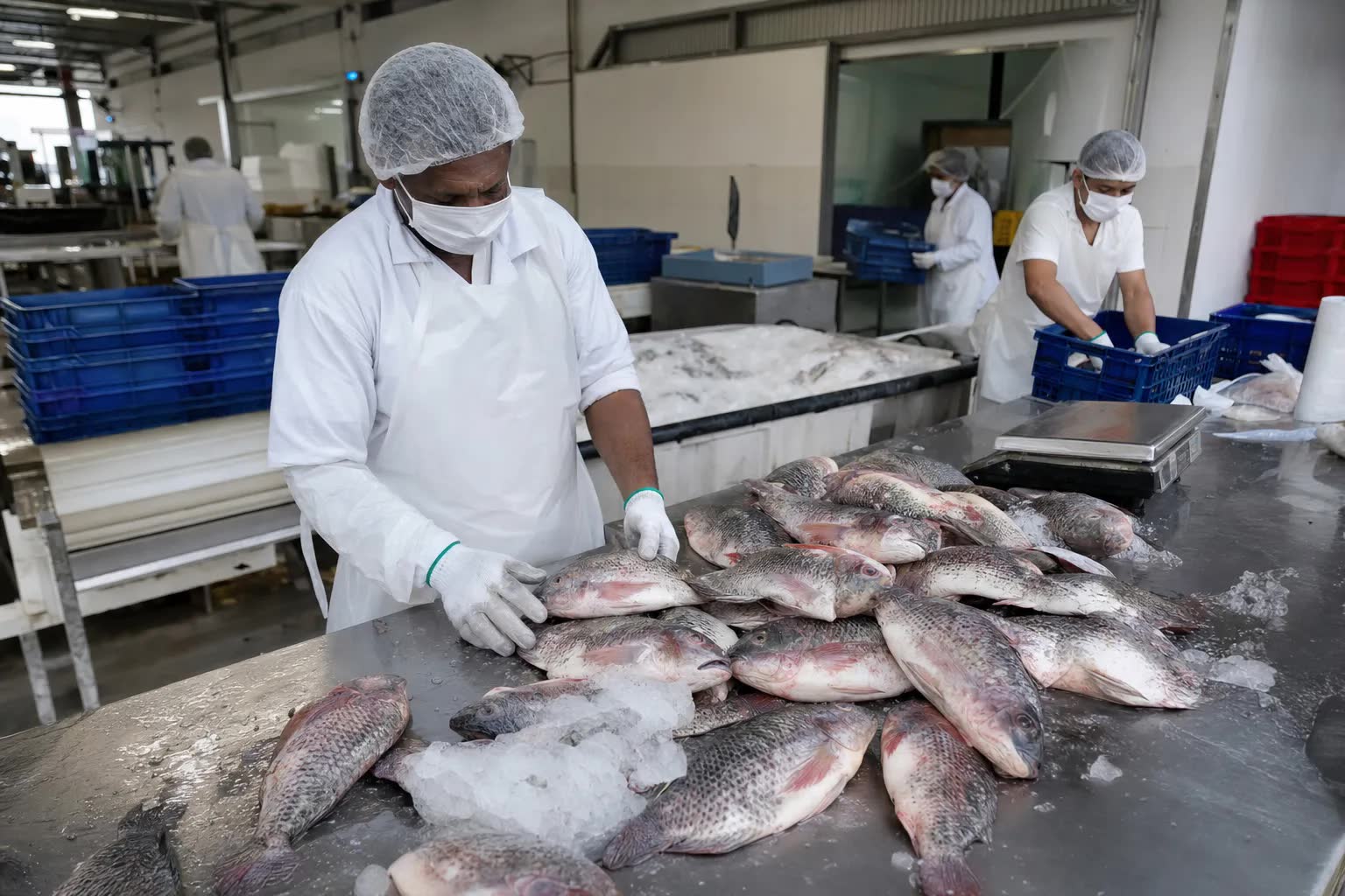 Tilápia no mercado financeiro com preços Cepea e taxação sobre filé importado