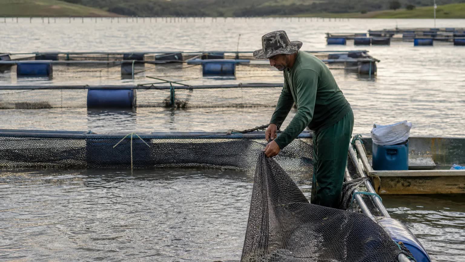 Trabalhador rural maneja tanque-rede de tilápia em sistema intensivo de produção aquícola sob luz natural de fim de tarde