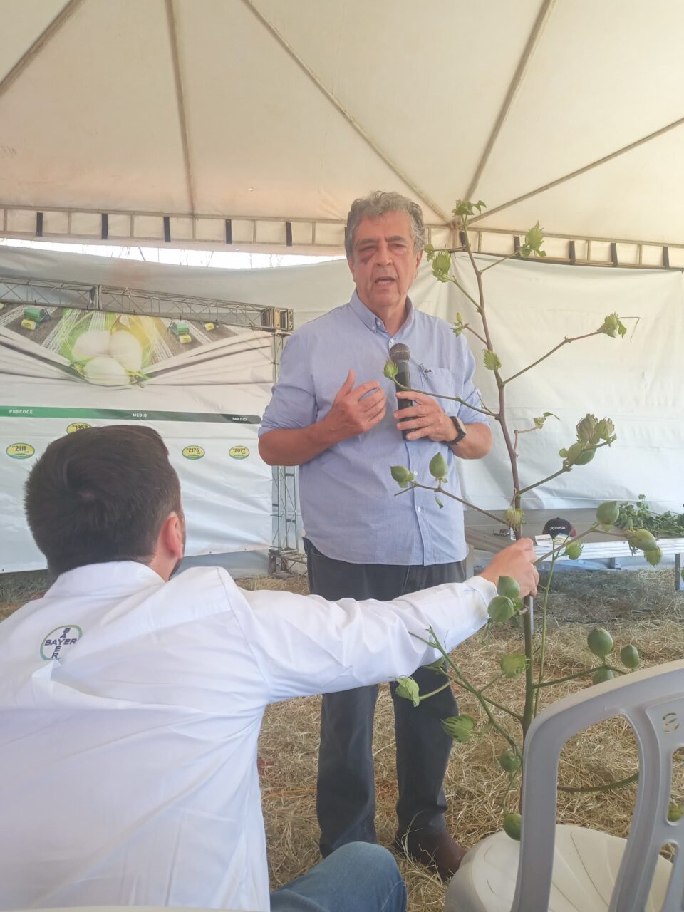 Algodão no Semiárido inovação faz a cultura renascer no Norte de Minas (10)